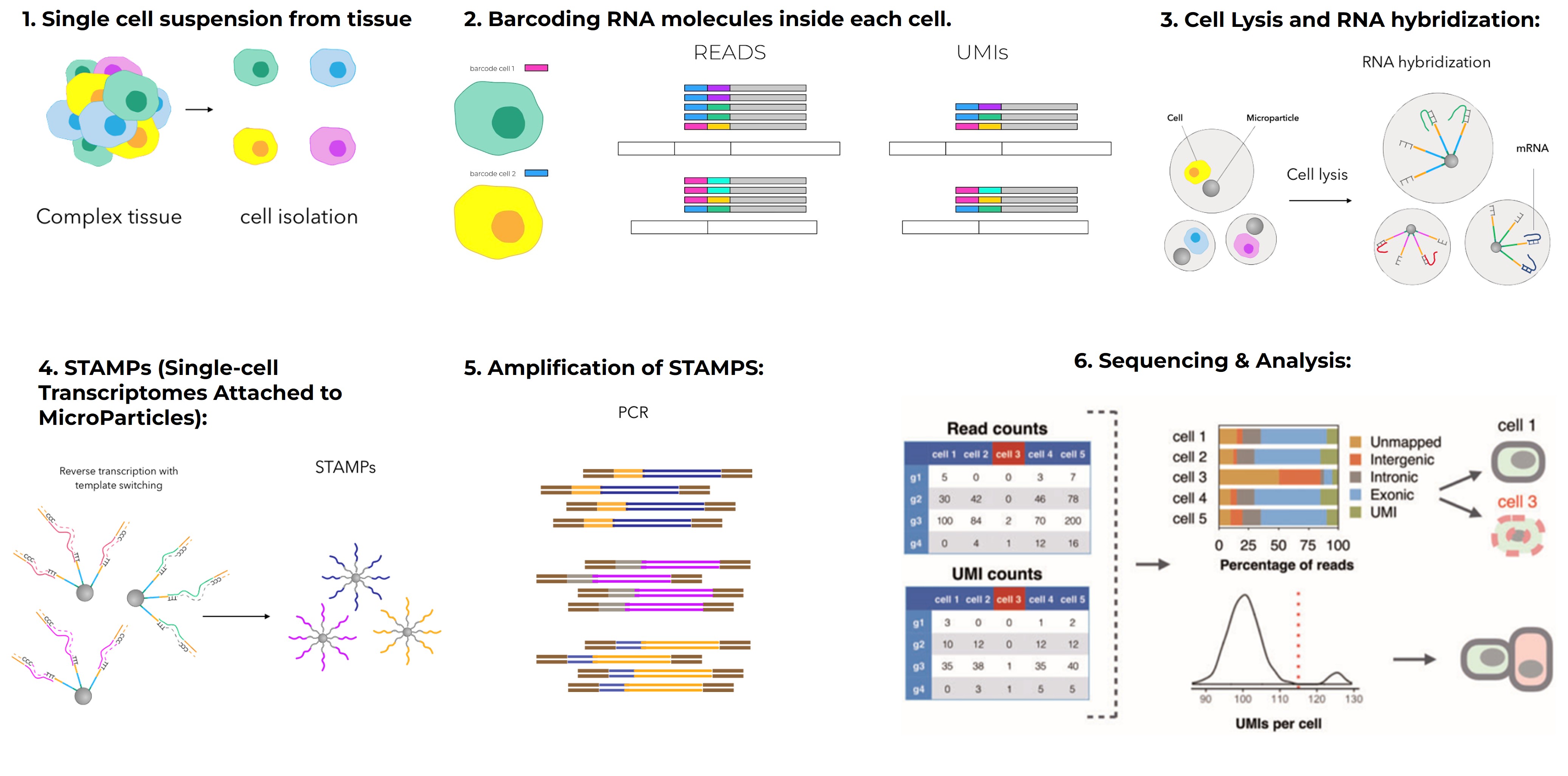 Decoding Life One Cell at a Time: A Complete Guide to Single-Cell Data Analysis for Beginners